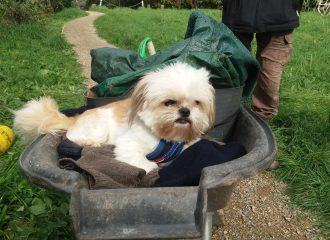 Dog in wheelbarrow at community garden